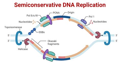 semiconservative replication definition biology|semi conservative dna replication in prokaryotes.